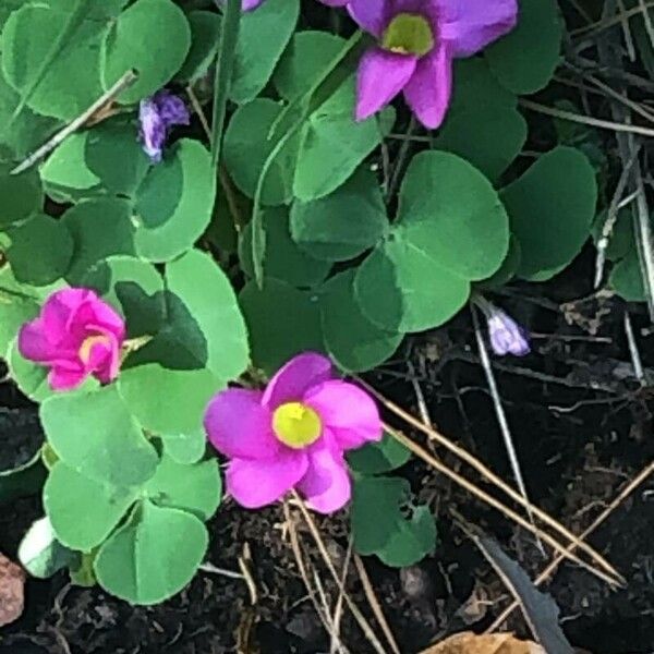 Oxalis purpurea Blüte