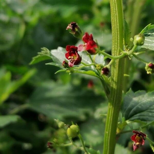 Scrophularia peregrina Цвят