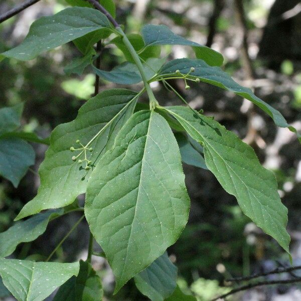 Euonymus latifolius ഇല