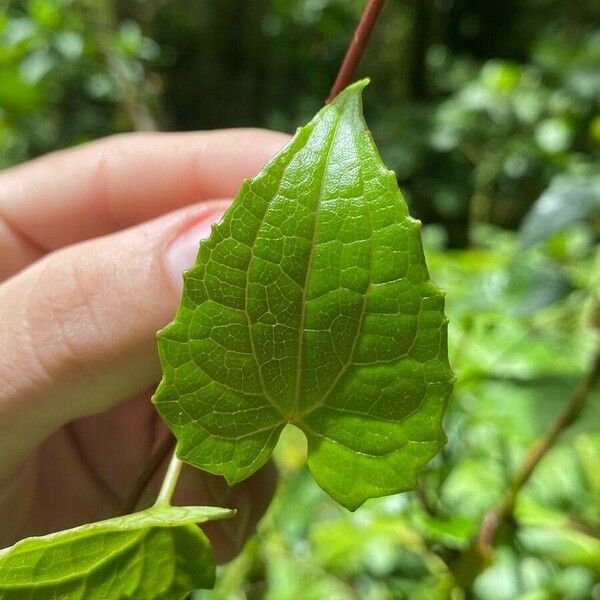 Mikania micrantha पत्ता