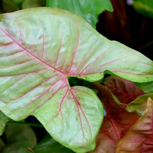 Syngonium podophyllum Leaf