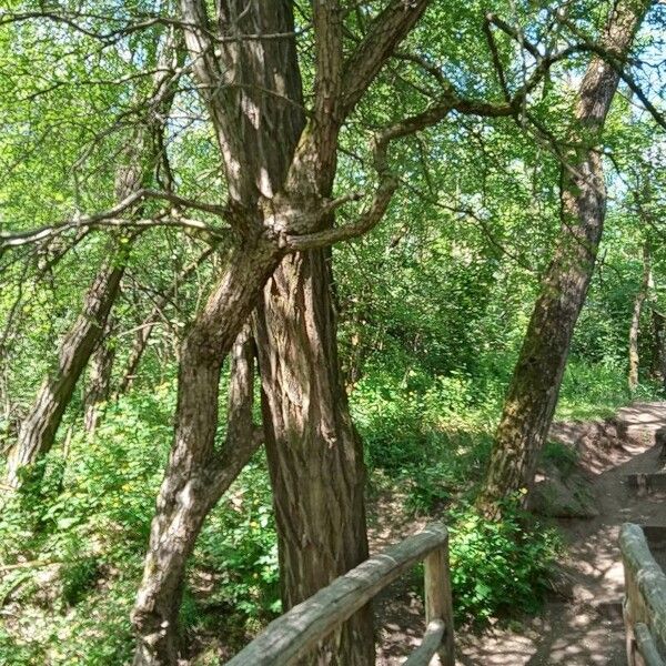 Crataegus azarolus Corteza