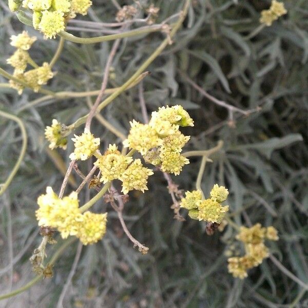 Parthenium argentatum Cvet