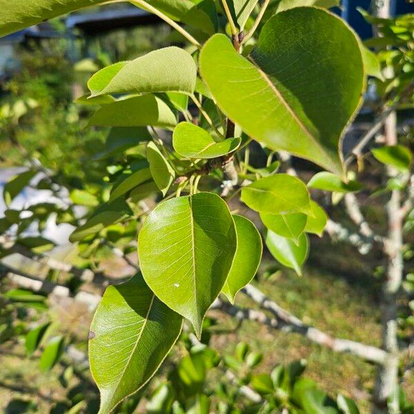 Pyrus communis برگ