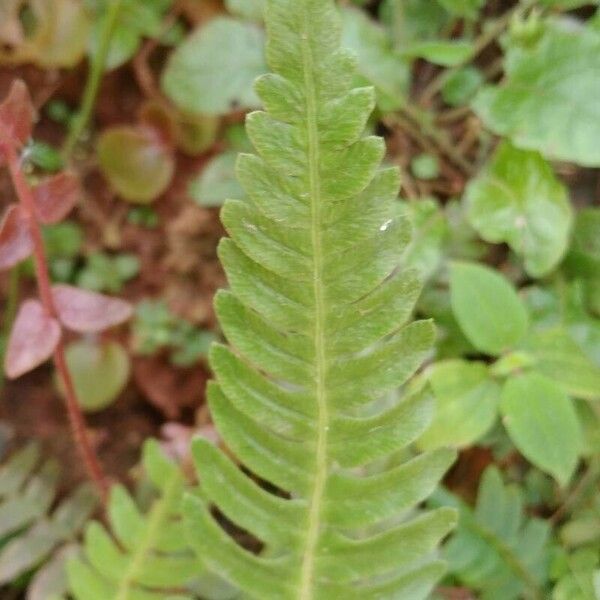 Blechnum spicant Leaf