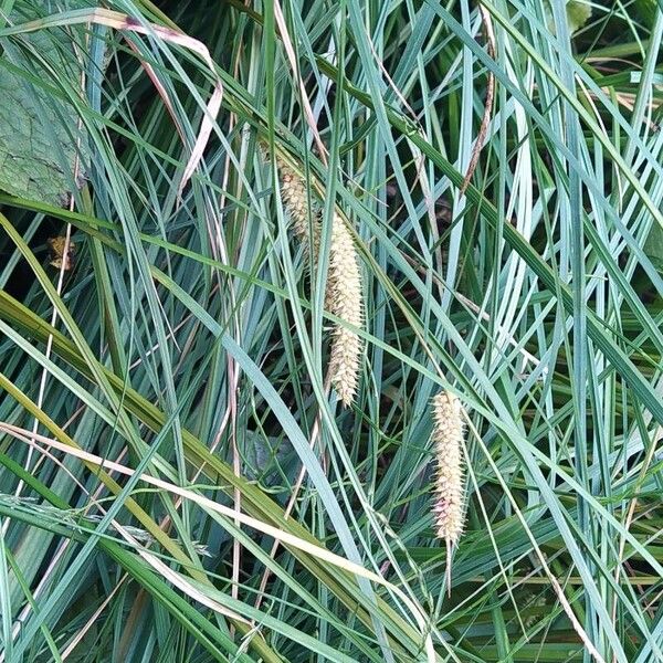 Carex rostrata Fruitua