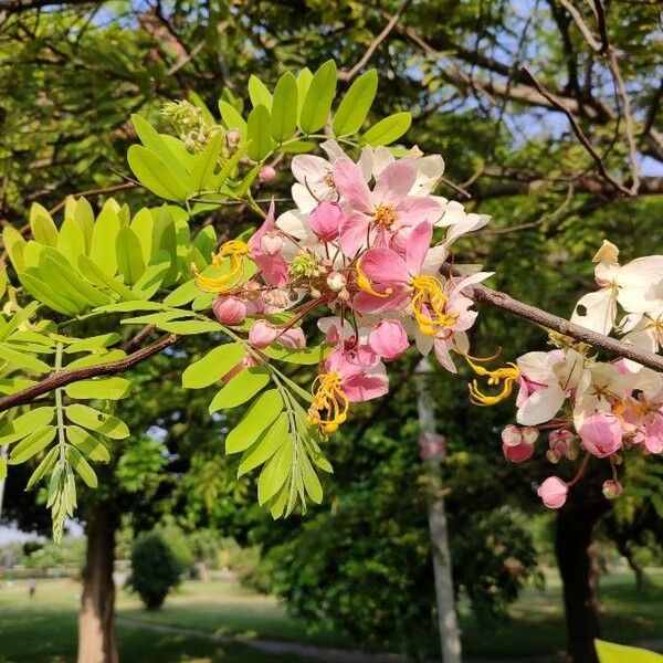 Cassia javanica Кветка