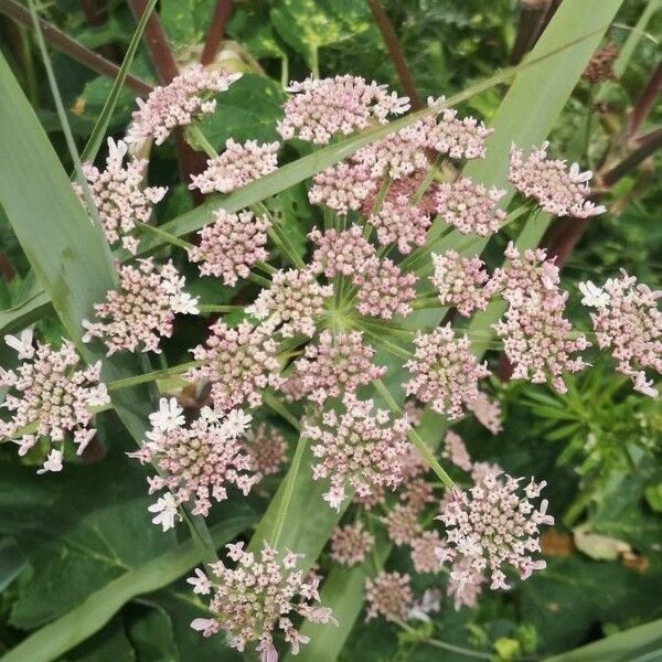 Oenanthe crocata Blomst