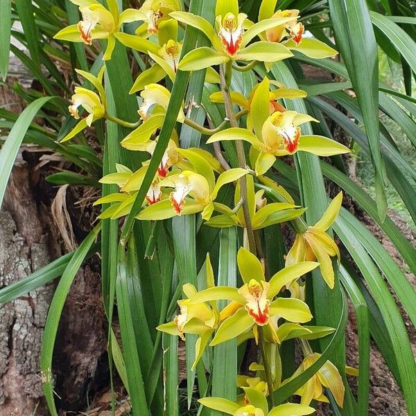 Cymbidium lowianum Flors