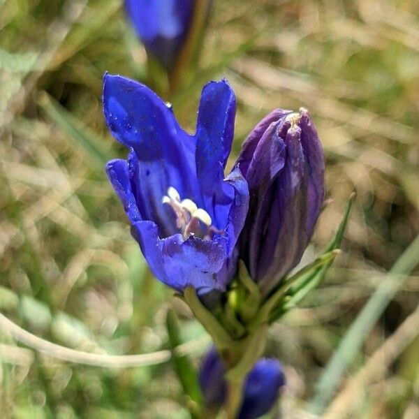 Gentiana pneumonanthe ᱵᱟᱦᱟ