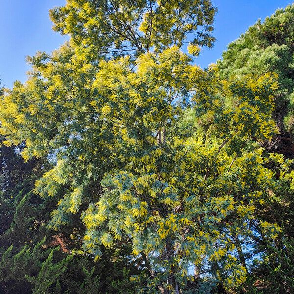 Acacia decurrens Fleur