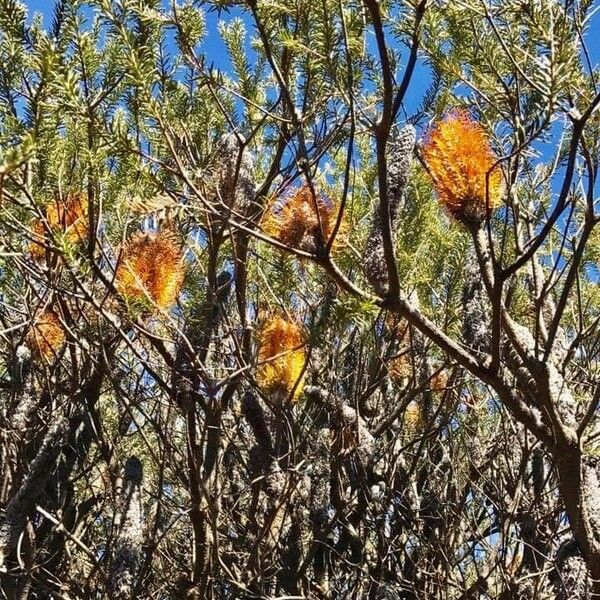 Banksia ericifolia 花