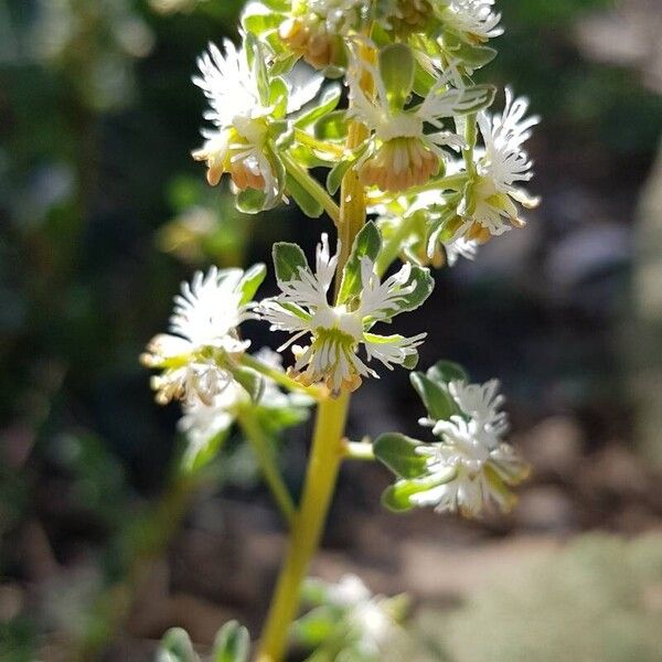 Reseda phyteuma Flor