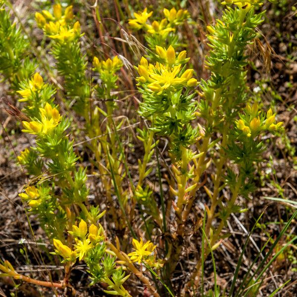 Sedum stenopetalum ശീലം