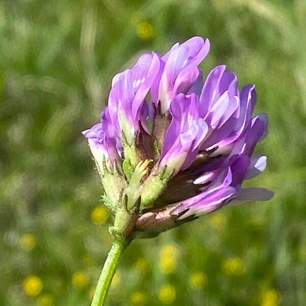 Astragalus danicus Bloem