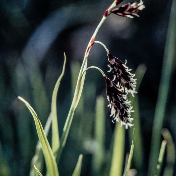 Carex atrofusca Blomma