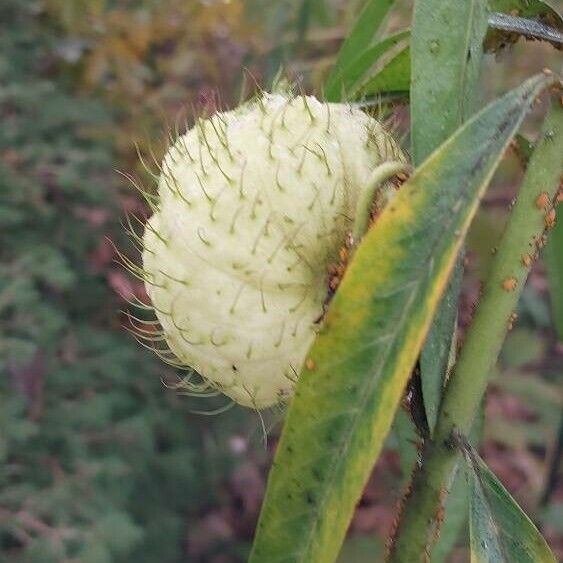 Gomphocarpus physocarpus Fruit