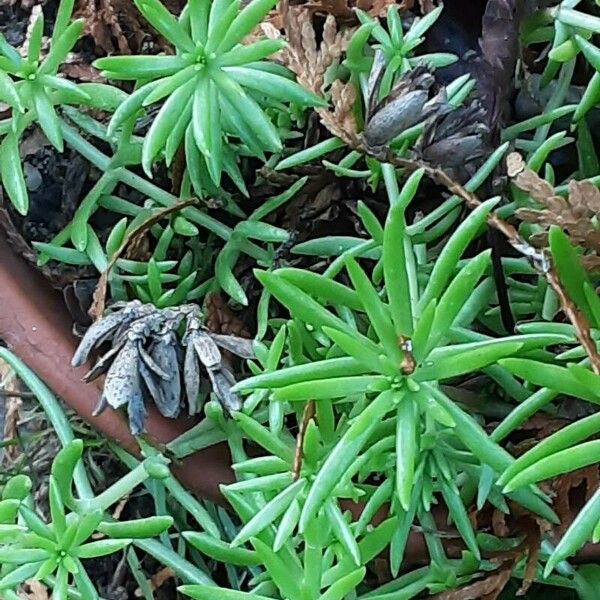 Sedum mexicanum Ліст