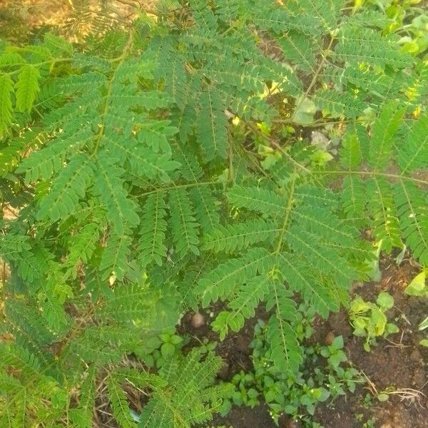 Leucaena leucocephala Foglia