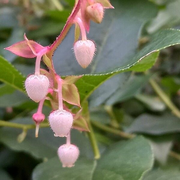 Gaultheria shallon Çiçek