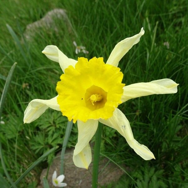 Narcissus bicolor പുഷ്പം