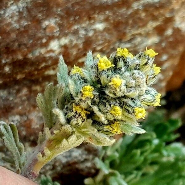 Artemisia genipi Çiçek