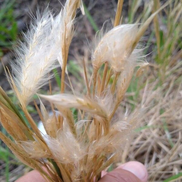 Bothriochloa barbinodis Flor