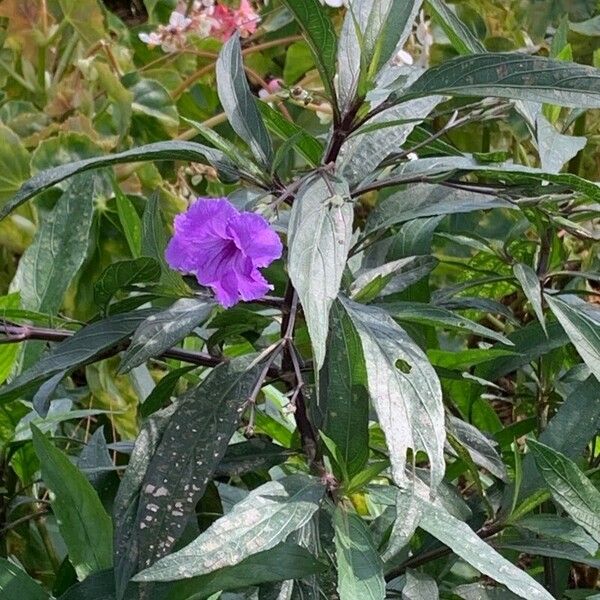 Ruellia simplex Kvet