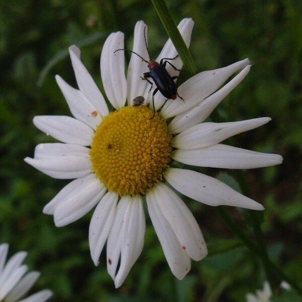 Leucanthemum vulgare Flor