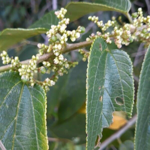 Trema orientale Flower