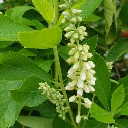 Clethra alnifolia Кветка