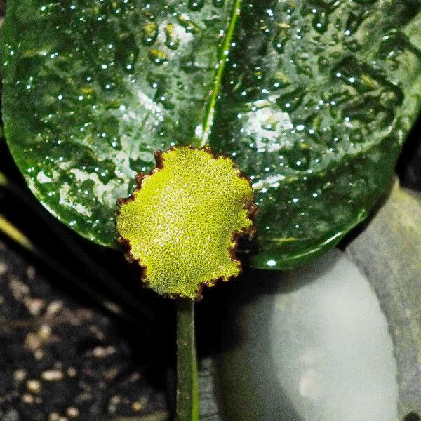 Dorstenia elata Цвят