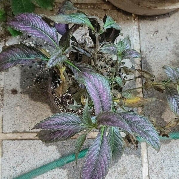 Strobilanthes auriculata Лист