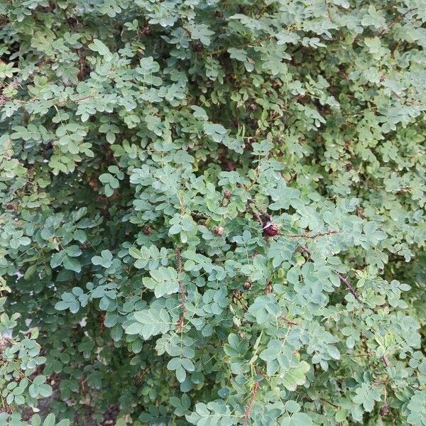 Rosa webbiana