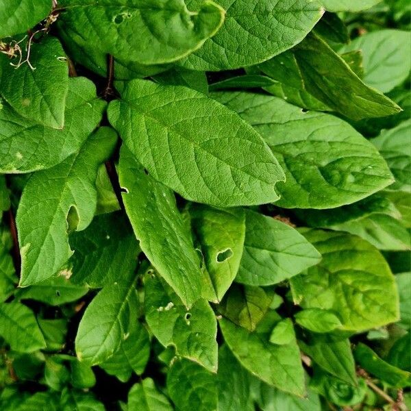 Cobaea scandens Leht