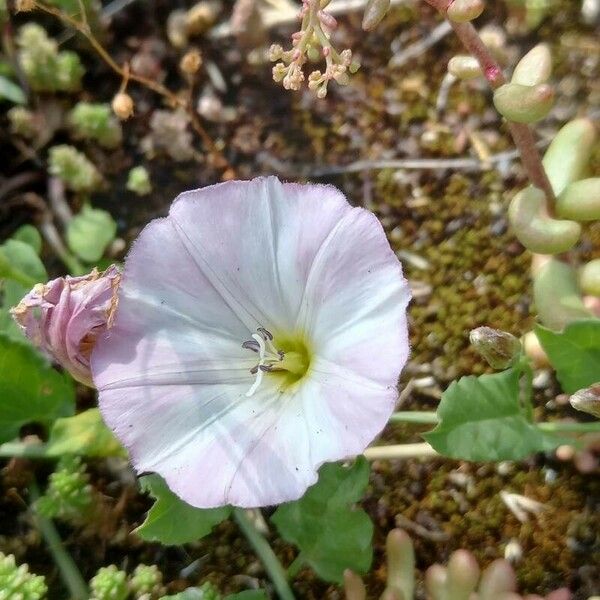 Convolvulus arvensis Cvet