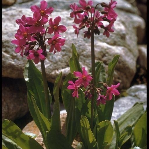 Primula parryi 整株植物