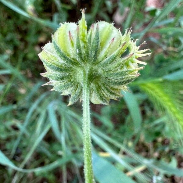 Calendula arvensis Květ