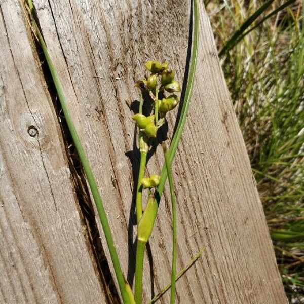 Scheuchzeria palustris Owoc