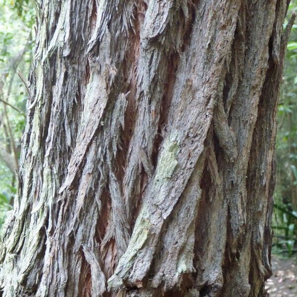 Eucalyptus robusta Bark