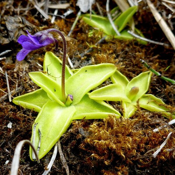 Pinguicula vulgaris Blodyn