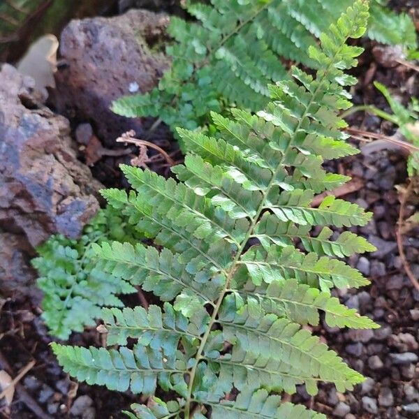 Microlepia strigosa Leaf