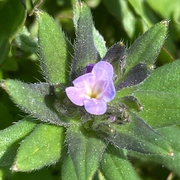 Buglossoides arvensis Blüte