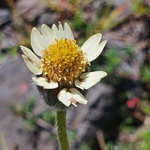 Tridax procumbens Квітка