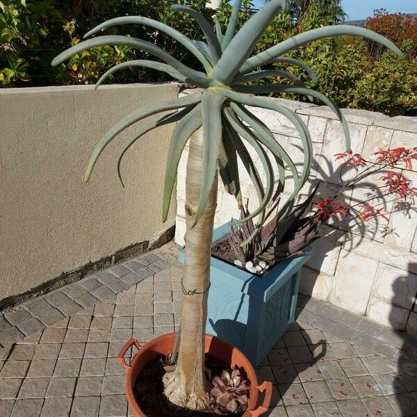 Aloe dichotoma ഇല