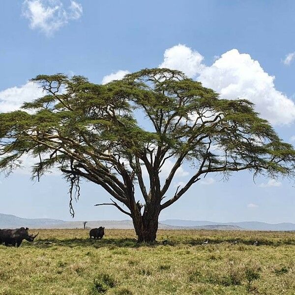 Vachellia xanthophloea Hàbitat