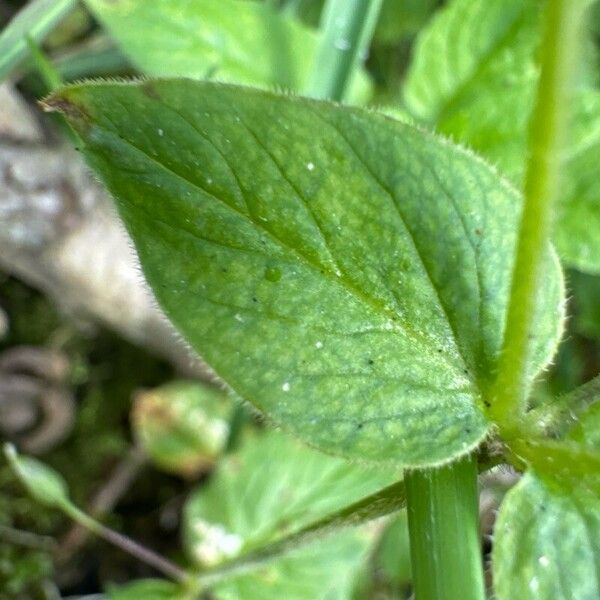 Stellaria nemorum Blad