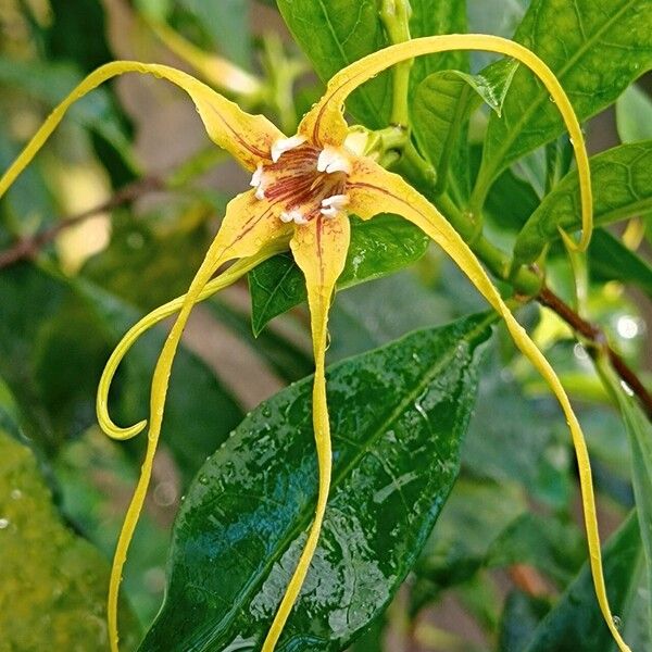 Strophanthus divaricatus Çiçek