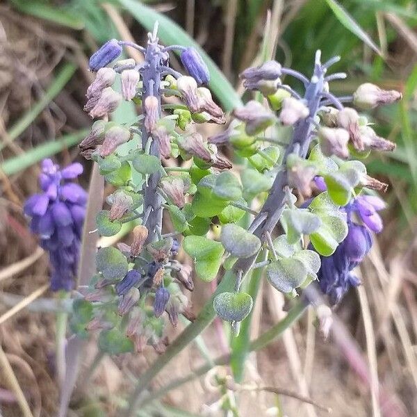 Muscari neglectum Fruit