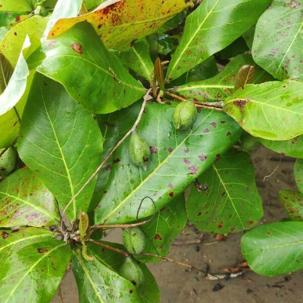 Terminalia catappa Frukto